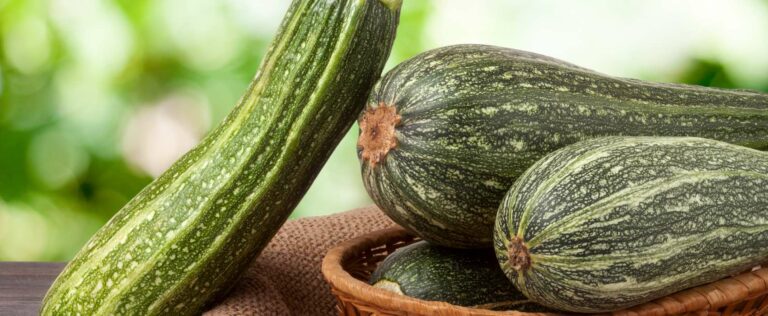 Die 3 Besten Zucchini-Dünger (2025) Im Test!